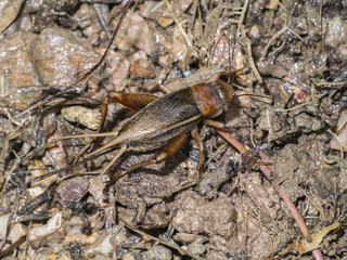 House cricket (Acheta domestica). Wild life animal.