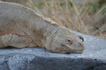 A Santa Fe land iguana, a species endemic to the Isla Sante Fe on the Galapagos Islands