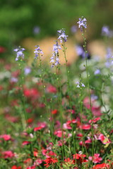 Fototapeta premium spring flowers