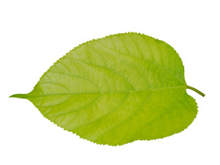 Obraz premium Leaf of Himalayan Mulberry on tree.