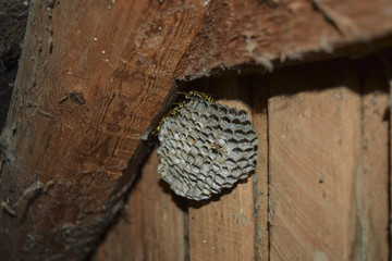 Vespiary. Wasps polist.