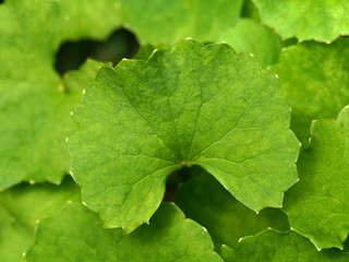 Centella asiatica