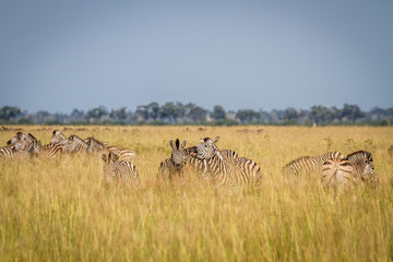 Fototapeta na wymiar Two Zebras bonding in Chobe.