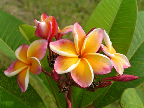 frangipani flower on the tree.