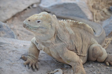 A Santa Fe land iguana, a species endemic to the Isla Sante Fe on the Galapagos Islands