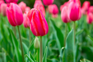 Beautiful spring flowers