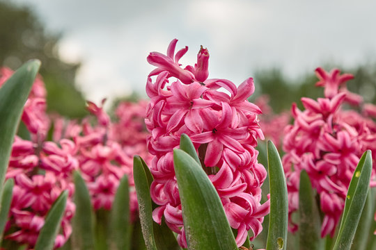 Natural flower background,