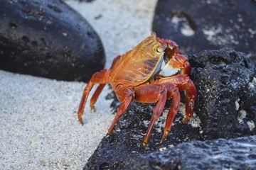 A Sally lightfoot crab (Grapsus grapsus) walks across rocks in the Galapagos Islands.
