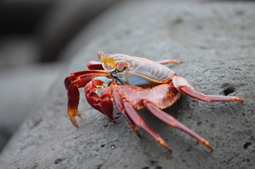 A Sally lightfoot crab (Grapsus grapsus) walks across rocks in the Galapagos Islands.
