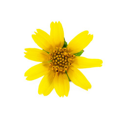 Melampodium divaricatum flower