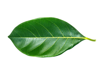 Obraz premium Front of Jackfruit leaves on white background.