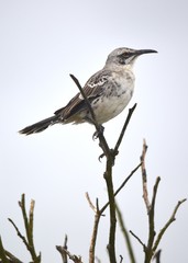 The hood mockingbird (Mimus macdonaldi) also known as the Española mockingbird, on Isla Española in the Galapagos Islands