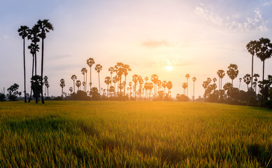 Rice field with palm tree in the morning.