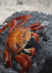 A Sally lightfoot crab (Grapsus grapsus) walks across rocks in the Galapagos Islands.