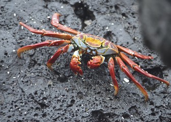 A Sally lightfoot crab (Grapsus grapsus) walks across rocks in the Galapagos Islands.