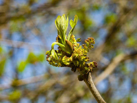 Blossom of European or Common Ash, Fraxinus excelsior, with bokeh background macro, selective focus, shallow DOF