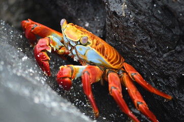 A Sally lightfoot crab (Grapsus grapsus) walks across rocks in the Galapagos Islands.