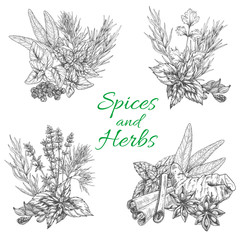 Vector sketch poster of spices and herb seasonings
