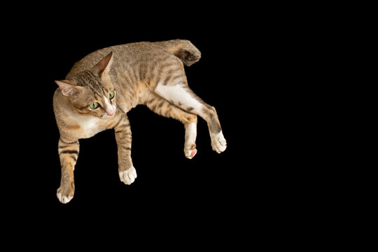 Cute Cat lay down on Black Background