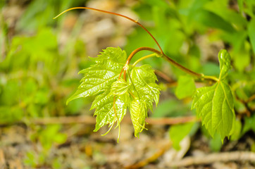 The young stems of the vine