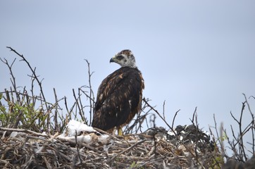 A Galapagos hawk (Buteo galapagoensis), on Isla Española in the Galapagos Islands
