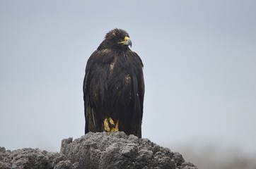 A Galapagos hawk (Buteo galapagoensis), on Isla Española in the Galapagos Islands