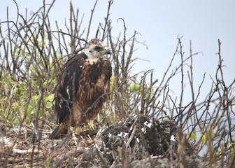 A Galapagos hawk (Buteo galapagoensis), on Isla Española in the Galapagos Islands