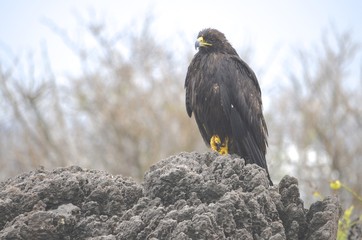 A Galapagos hawk (Buteo galapagoensis), on Isla Española in the Galapagos Islands