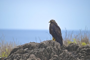 A Galapagos hawk (Buteo galapagoensis), on Isla Española in the Galapagos Islands