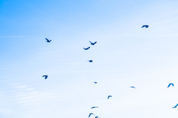 Flying ravens blue sky