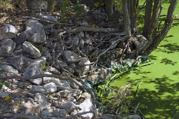 duckweed to the shore