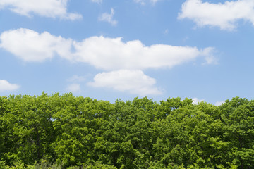 背景素材　新緑の緑と青空