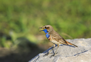 Fototapeta premium bright blue bird with beautiful feathers stands on a stone and sings in the spring