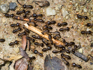 Giant termite (Macrotermes sp), soldier