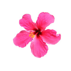 Hibiscus rosa sinensis flower , isolated on white