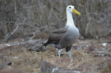 Waved Albatross (also known as Galapagos Albatross), in a nesting colony on Isla EspaÃ±ola in the Galapagos Islands.