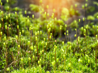 Macro photo of Cape Thread-moss, Orthodontium lineare