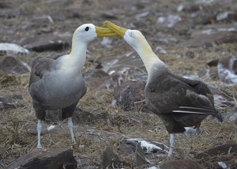 Waved Albatross (also known as Galapagos Albatross), in a nesting colony on Isla EspaÃ±ola in the Galapagos Islands.