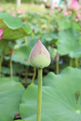 Lotus flower plants in the pond nature.