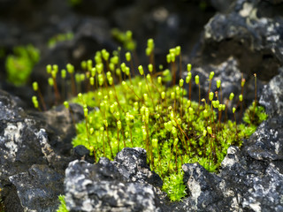 Macro photo of Cape Thread-moss, Orthodontium lineare