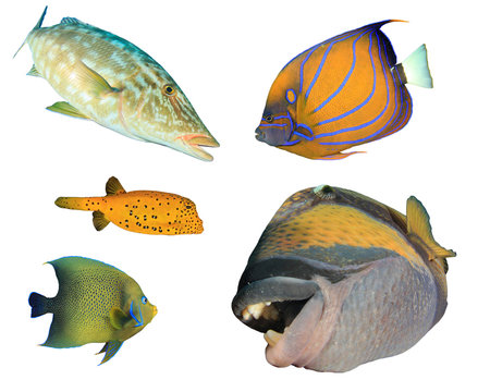 Tropical reef fish isolated on white background. Emperor fish, Angelfish, Boxfish, Triggerfish