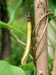 Winged bean on tree.