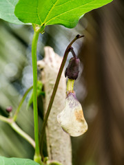 Winged bean flower on tree.