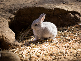 Hares on the ground in the wild