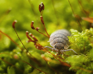 rough woodlouse