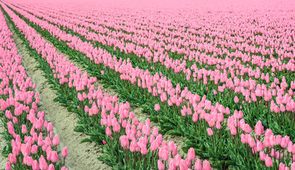 Diagonally converging rows of pink flowering tulip bulbs