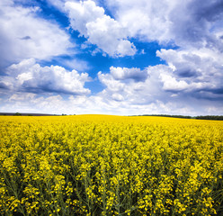 yellow rape field with blue cloudy sky