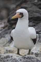 Nazca booby (Sula granti), on Isla Española on the Galápagos Islands
