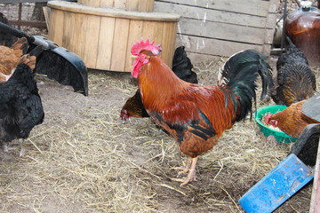 петух и курица