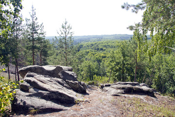 Fototapeta premium the forest panorama